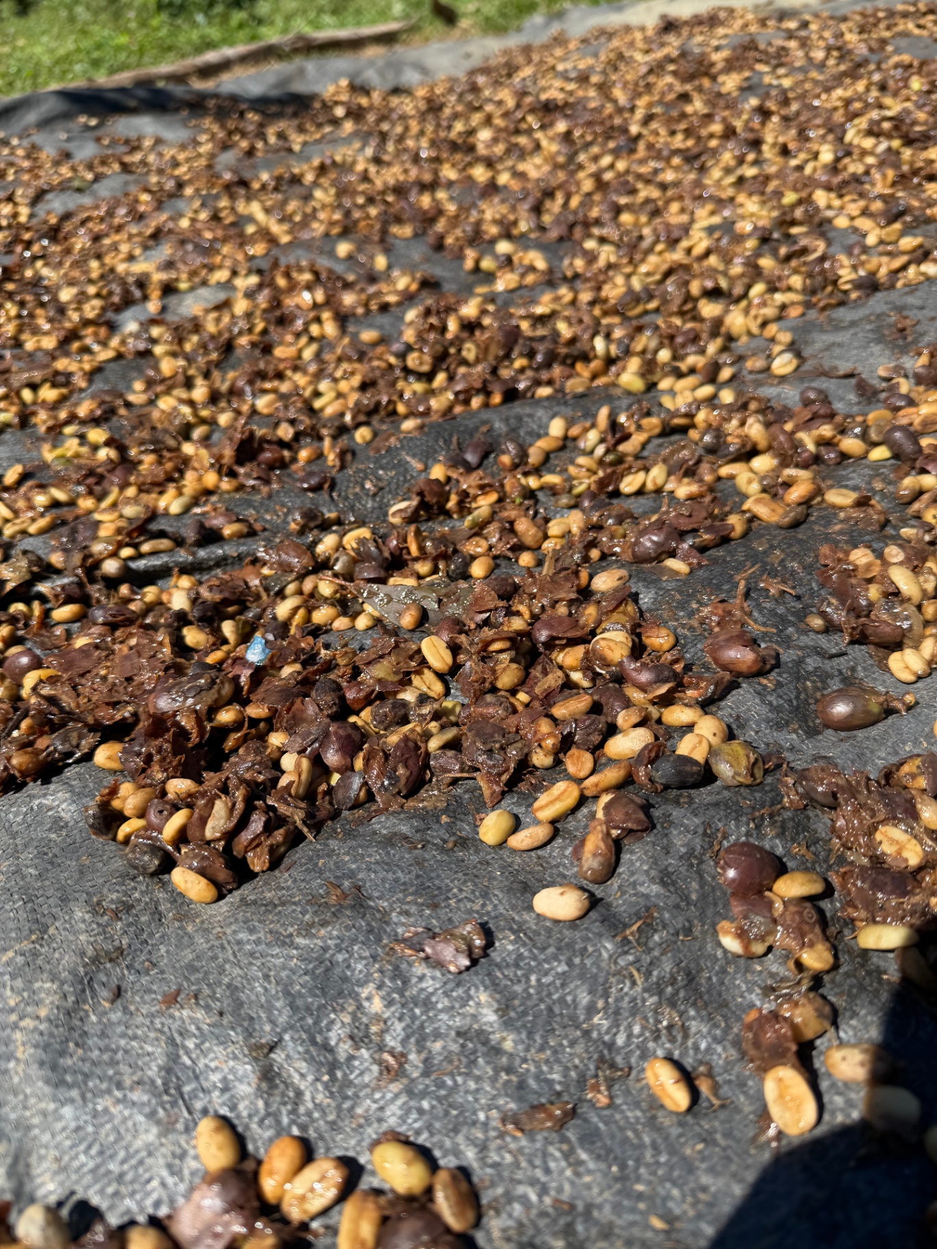 Pasilla secándose al sol sobre manta